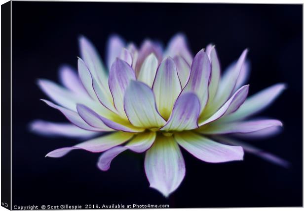 Water lily dahlia  Canvas Print by Scot Gillespie