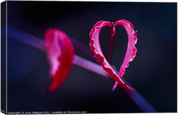 Heart of Dogwood Canvas Print by Scot Gillespie