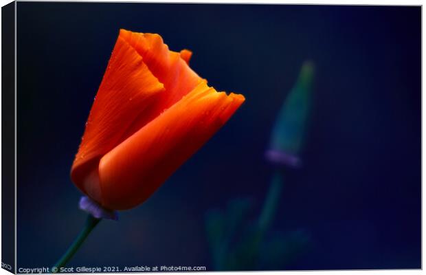 Glowing orange poppy Canvas Print by Scot Gillespie