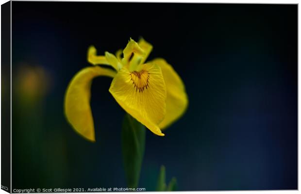 Yellow flag iris at dusk Canvas Print by Scot Gillespie