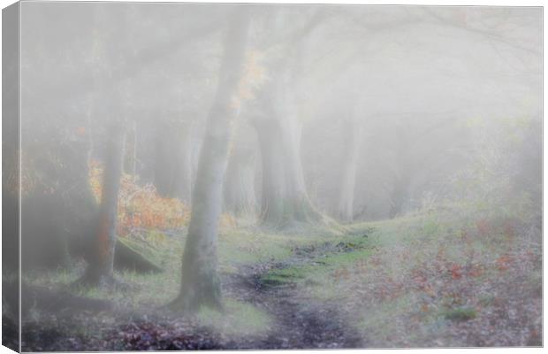 Misty Woodland Canvas Print by Stephen Marsh