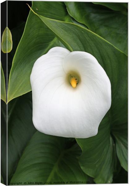 White arum lily flower Canvas Print by John Biglin