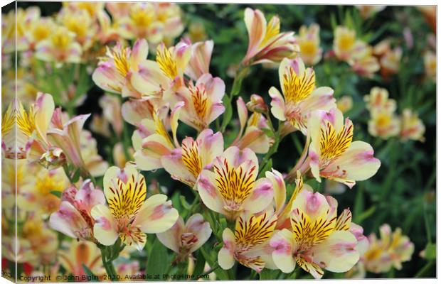 Pink and yellow Peruvian lily flowers Canvas Print by John Biglin