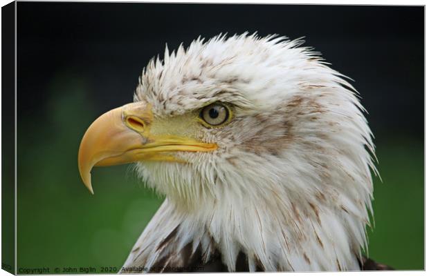 American bald eagle sub adult head and shoulders Canvas Print by John Biglin