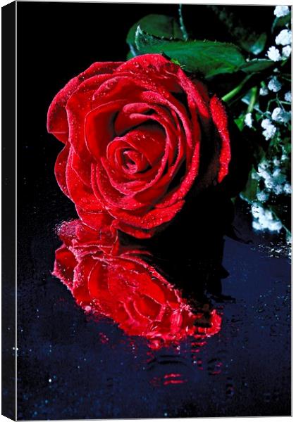 Red rose reflection Canvas Print by Martin Smith