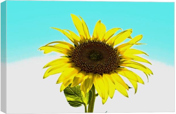 Artistic sunflower Canvas Print by Martin Smith