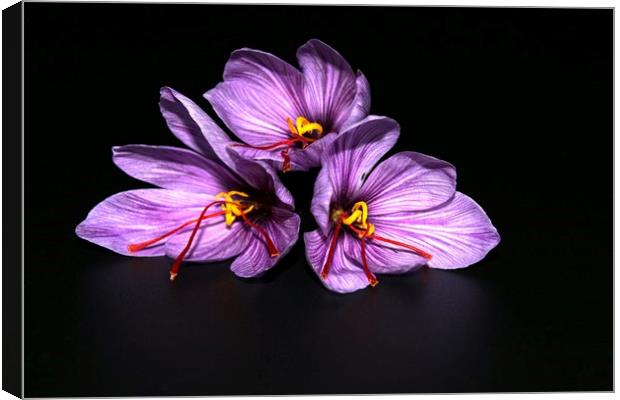 Saffron -  Crocus sativus Canvas Print by Martin Smith