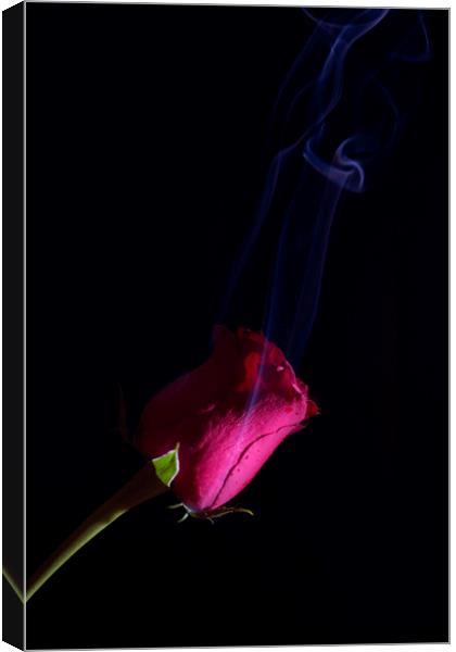 Essence of the rose Canvas Print by Martin Smith