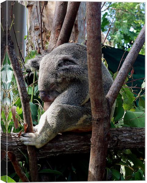 A koala bear sitting on a branch Canvas Print by Martin Smith