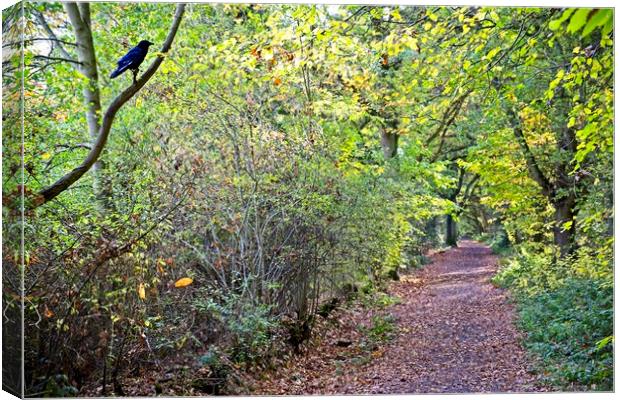 Guardian of the way through High Woods Park Canvas Print by Paul Cooper