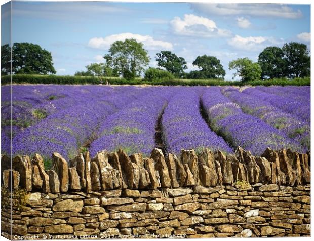 Lavender fields, Somerset Canvas Print by Maria Luisa Latorre