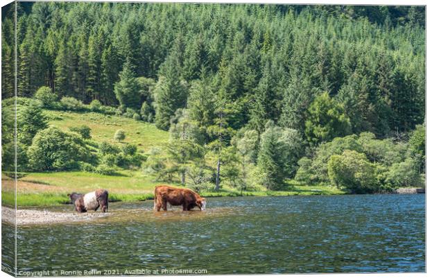 Thirsty Cows Canvas Print by Ronnie Reffin