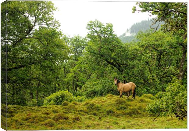 Horse On Hill Canvas Print by Ronnie Reffin