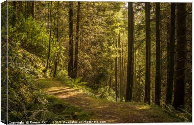 Woodland Trail Canvas Print by Ronnie Reffin