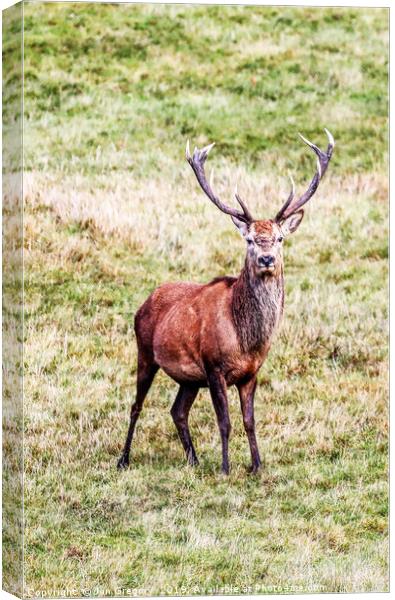 Magnificant Stag Canvas Print by Jan Gregory