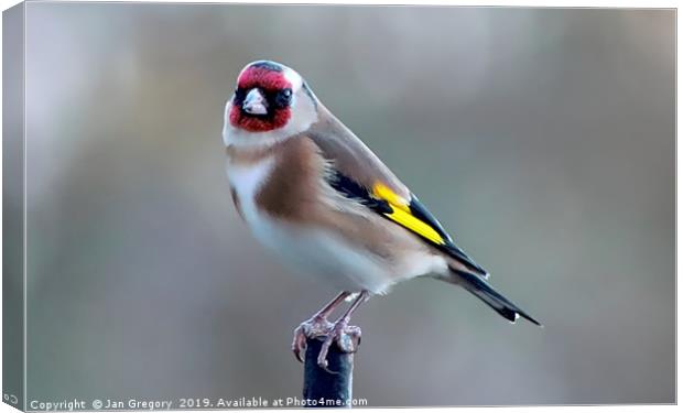 Garden Goldfinch Canvas Print by Jan Gregory