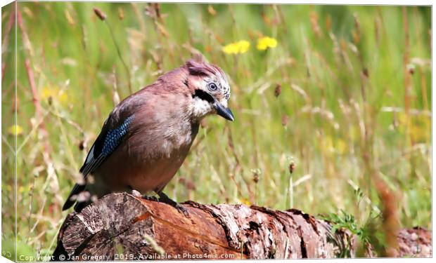 Jay on a Branch Canvas Print by Jan Gregory
