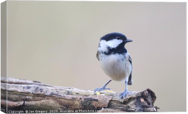 Posing Coal Tit Canvas Print by Jan Gregory