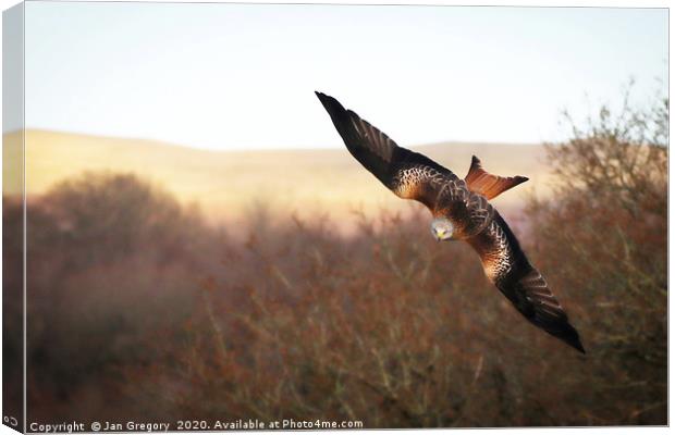 Red Kite Swooping Canvas Print by Jan Gregory