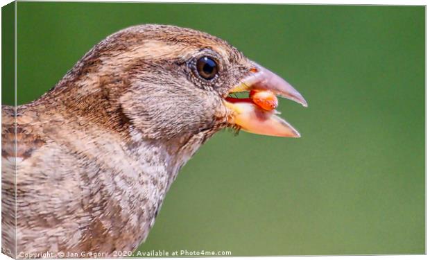 Hungry Sparrow Canvas Print by Jan Gregory