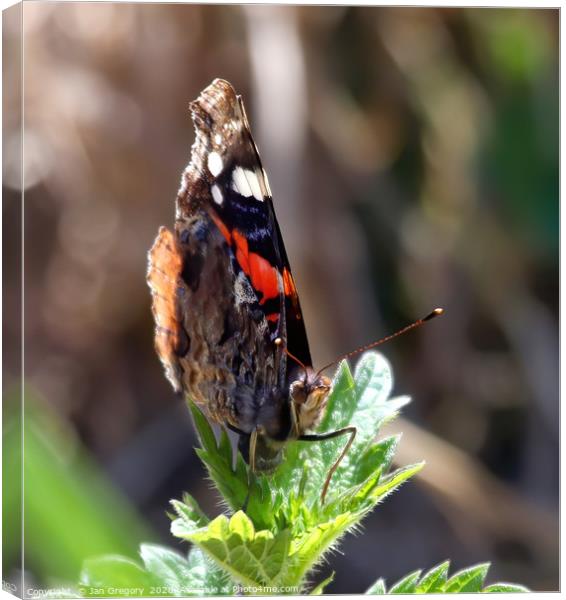 Red Admiral Butterfly Canvas Print by Jan Gregory