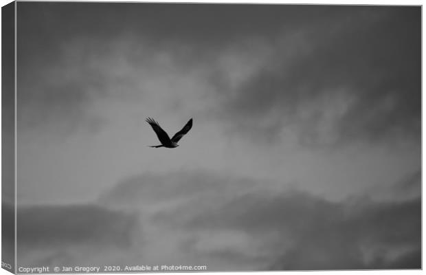 Monochrome Red Kite Canvas Print by Jan Gregory