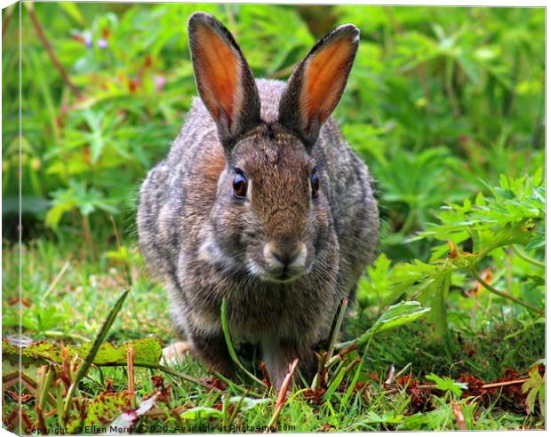 Wild Rabbit Canvas Print by Ellen Morris