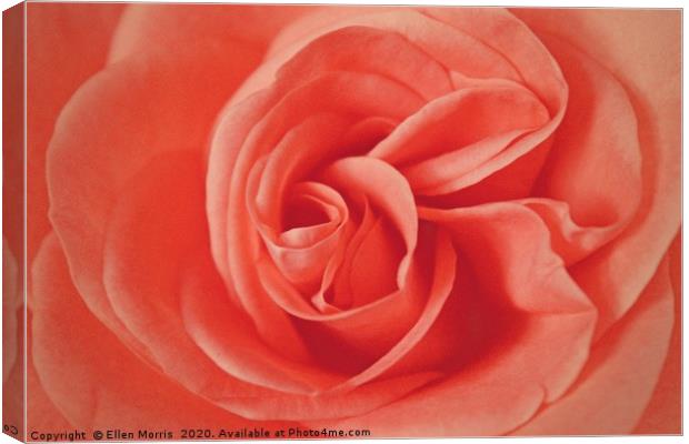 Macro Rose Canvas Print by Ellen Morris