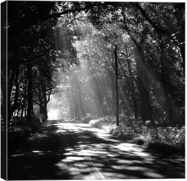 Sunlight through the trees Canvas Print by Neil Gregory