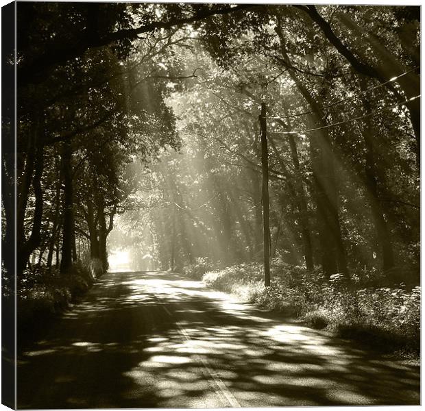 Sepia - Sunlight through the trees Canvas Print by Neil Gregory