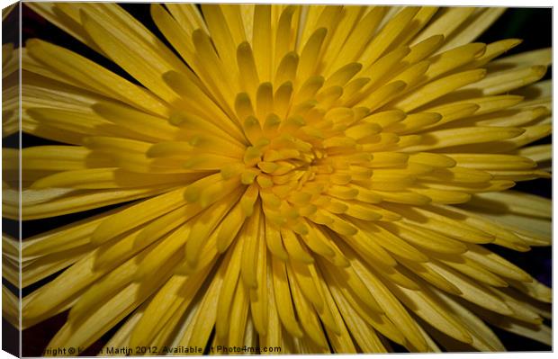 Yellow Chrysanthemum Canvas Print by Karen Martin