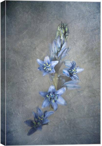 Bluebell Canvas Print by Karen Martin