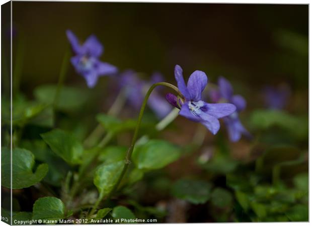 Little Violet Canvas Print by Karen Martin