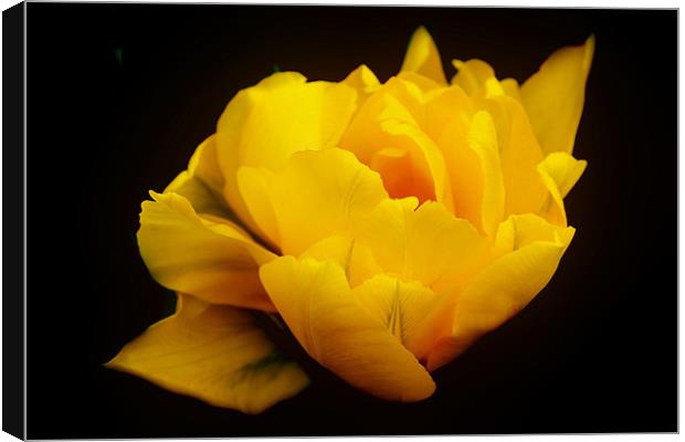 Yellow Tulip Canvas Print by Karen Martin