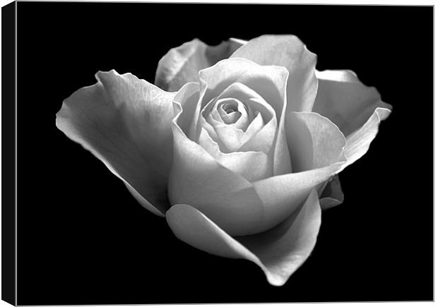 Black and White Rose Canvas Print by Karen Martin