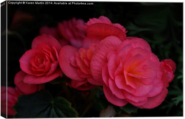  Pink Begonia Canvas Print by Karen Martin