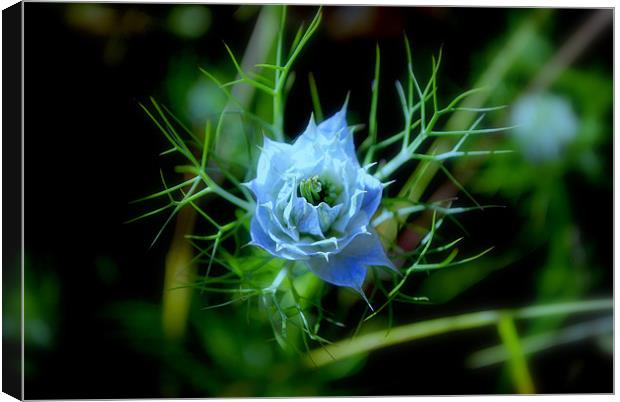 Love-in-the-Mist Canvas Print by Karen Martin