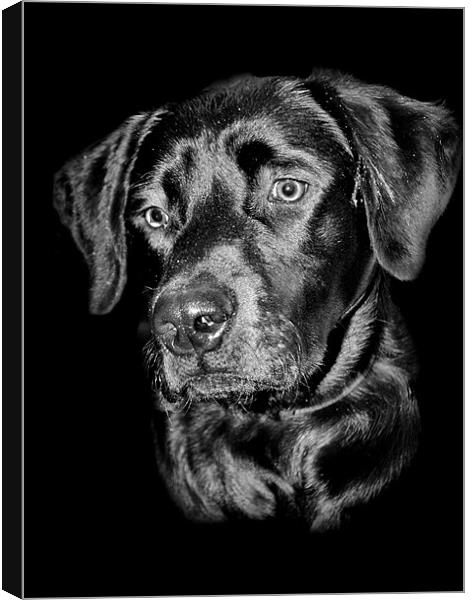 Good Dog Canvas Print by Karen Martin