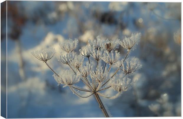 Frosted Seed Pods Canvas Print by Karen Martin