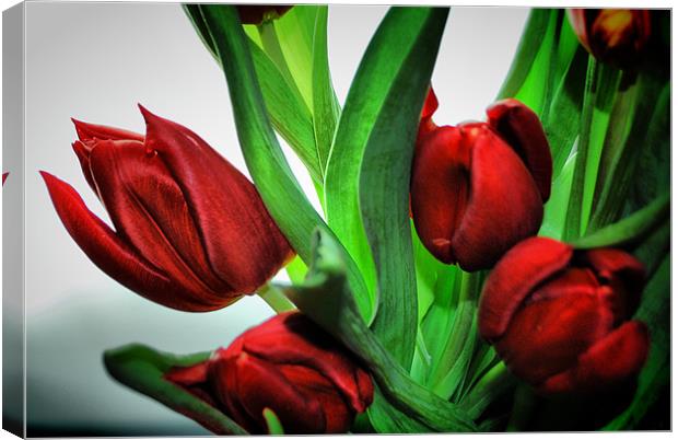 Red Tulips Canvas Print by Karen Martin