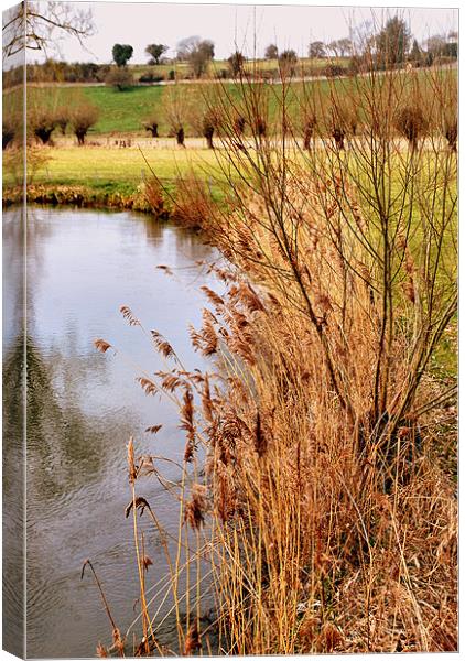 River Windrush Reeds Canvas Print by Karen Martin