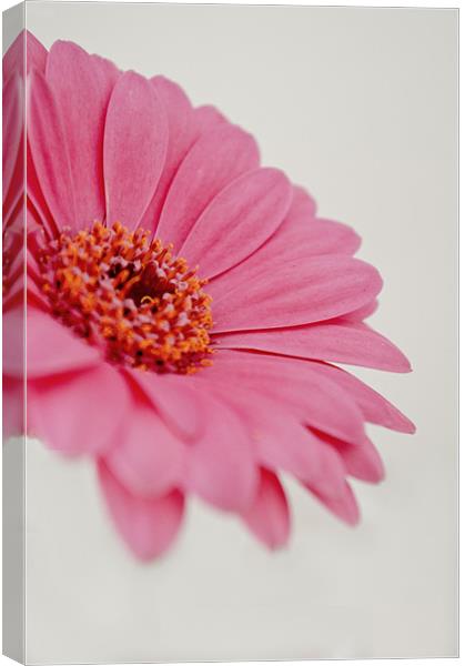 Gerbera - Pink Canvas Print by Karen Martin