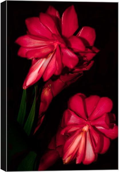 Two Red Ginger Flowers Canvas Print by Karen Martin