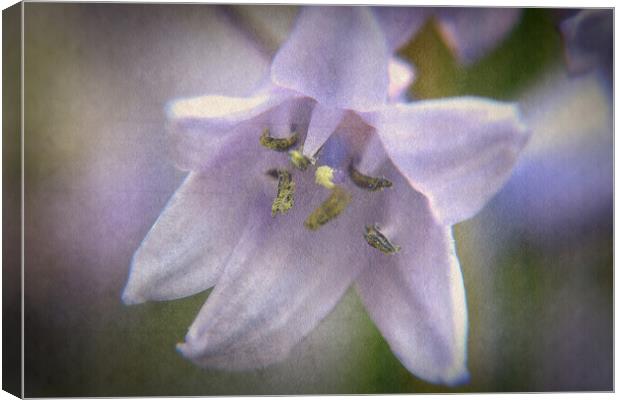 Bluebell Flower Canvas Print by Karen Martin