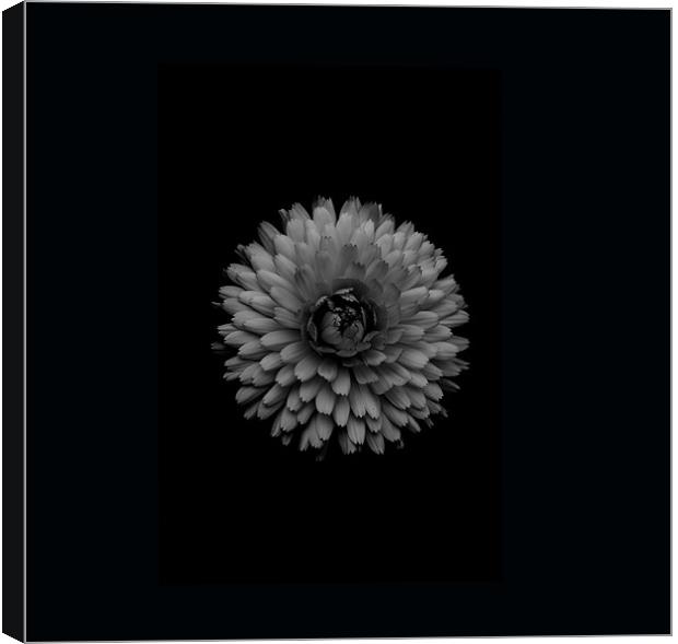 Grey Calendula Canvas Print by Karen Martin