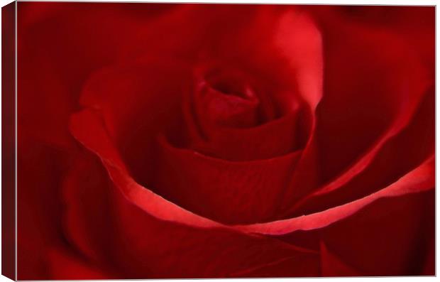 Dreamy Red Rose Canvas Print by Karen Martin
