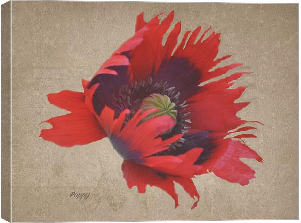 Textured Poppy Canvas Print by Karen Martin