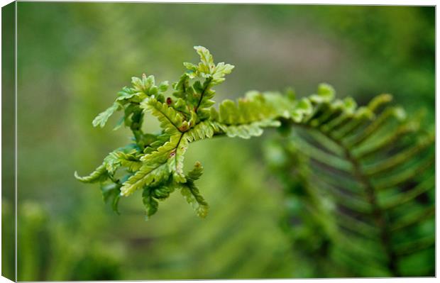 Fern Canvas Print by Karen Martin