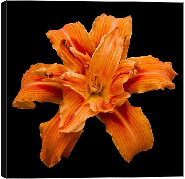 Orange Lily Canvas Print by Karen Martin