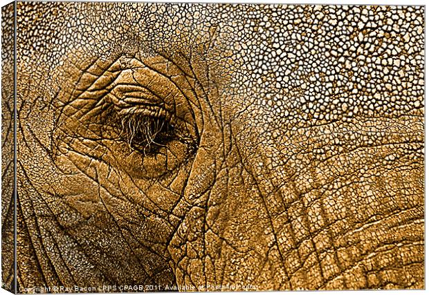 African Elephant Canvas Print by Ray Bacon LRPS CPAGB